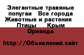 Элегантные травяные попугаи - Все города Животные и растения » Птицы   . Крым,Ореанда